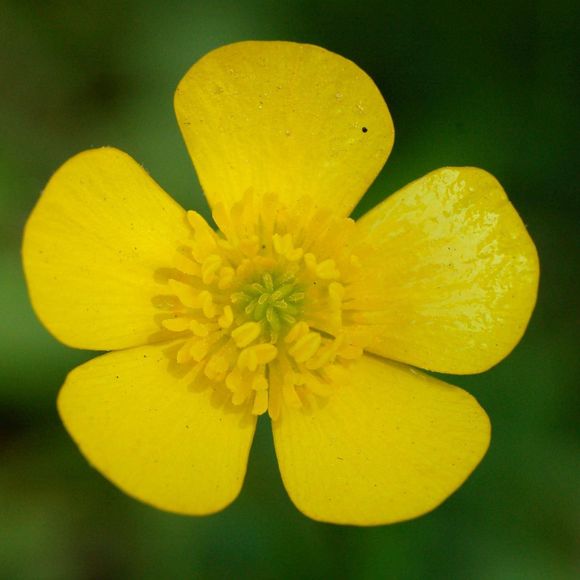 Profile Picture of Lisa Simpson (@light57) on Poshmark