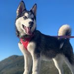 Profile Picture of Crystal,Maya,Jaspar,Aspen,Nova (@livingwithhuskies_) on Instagram