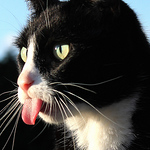 Profile Picture of Shay-wolf (@shay-wolf) on Flickr