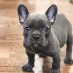 Profile Picture of Oliver Carter (@olliecarterthefrenchie) on Instagram