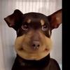 Profile Picture of Joseph Gatto (@joegatto51) on Tiktok