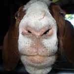 Profile Picture of kevin cousins (@meridianvineyard) on Instagram
