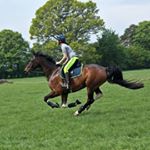 Profile Picture of Melissa Shanahan (@melissa.equestrian.xx) on Instagram