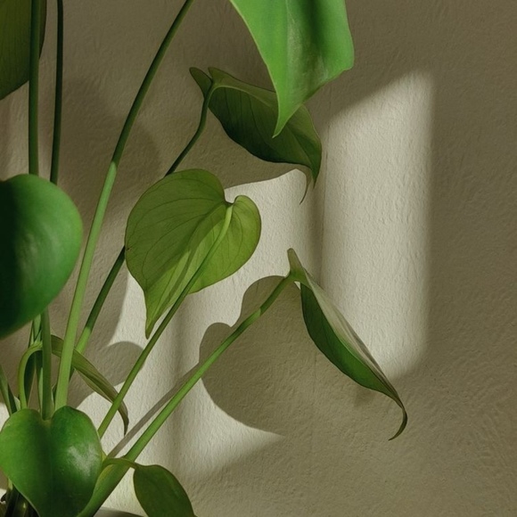 Profile Picture of Student morgan Pearson (@morgie2577) on Poshmark