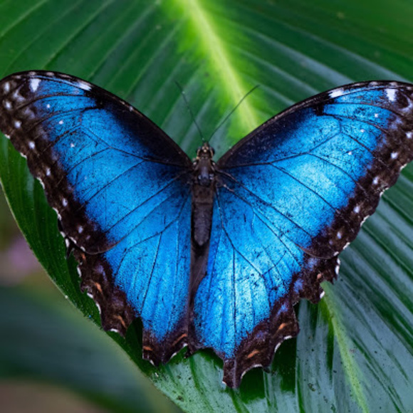 Profile Picture of Alfred joshua Sarzuelo (@aljoshna29) on Poshmark