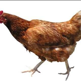 Profile Picture of Leo Chick (@Leo-Chick) on Facebook