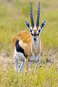 Profile Picture of Thomson's gazelleon Wikipedia