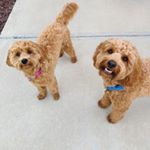 Profile Picture of Blaze Thomas🔥 & Ruby Layne 🎀 (@blazeandrubyminigoldendoodle) on Instagram