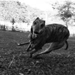 Profile Picture of Mosley (@mosleythegreyhound) on Instagram