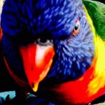 Profile Picture of Joshua dutoit (@joshneergabby) on Instagram