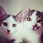 Profile Picture of Lucy & Minka ❀ (@lucyminka) on Instagram