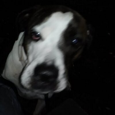 Profile Picture of Peter  Vallorosi (@petervallorosi) on Twitter