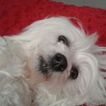 Profile Picture of Pamela Ginders (@pamelaginders) on Instagram