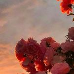 Profile Picture of Josephine, hampel (@leonihamp) on Instagram