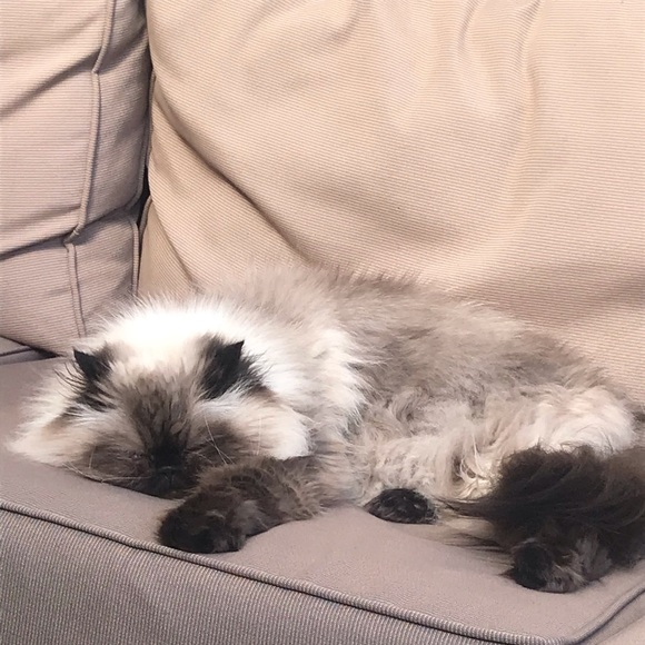 Profile Picture of Lucy Boorn (@lboorn) on Poshmark