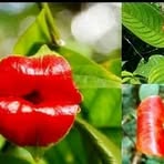 Profile Picture of Ian Rahmawati (@Ian-Rahmawati) on Facebook