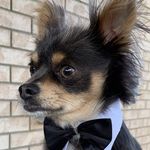 Profile Picture of Bert Quinn (@bert_zee_magnificent) on Instagram