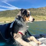 Profile Picture of Melissa Wheeler (@mollieminiaussie) on Instagram