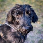 Profile Picture of Lego - Nigra Ludens Tonga (@lego_the_giant) on Instagram