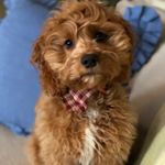 Profile Picture of Arthur the Cockapoo (@arthur_adelman) on Instagram