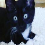 Profile Picture of Rebecca consuela roberts (@moses_the_kitten) on Instagram