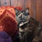 Profile Picture of Angela Shapiro (@angela.shapiro.54) on Instagram