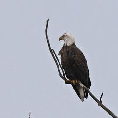 Profile Picture of Victor Neal185 (@victorneal8) on Tiktok