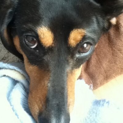 Profile Picture of Sévigny André (@Andresevigny) on Twitter