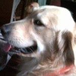 Profile Picture of Joanne Webber (@webberjoanne) on Instagram