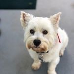 Profile Picture of James Shearing (@jdogthehog) on Instagram