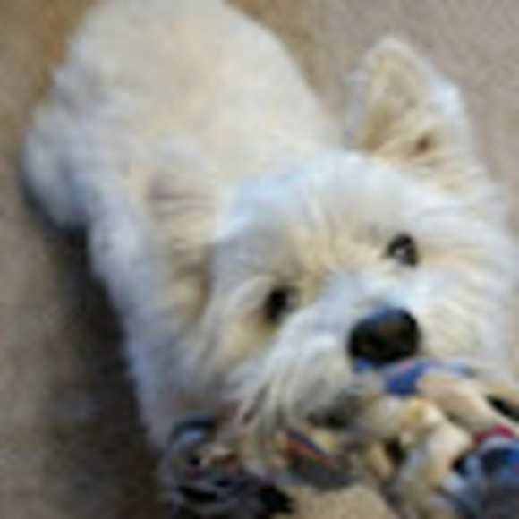 Bernadette Hammelman - Poshmark Profile Picture of Bernadette Hammelman (@bhammelman) on Poshmark