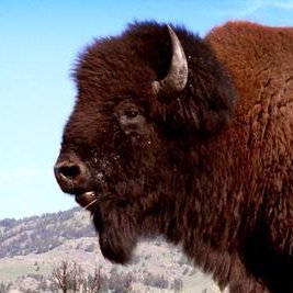 Profile Picture of AJones (@ajones) on Twitter