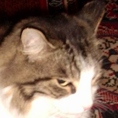 Rowena Morgan - Twitter Profile Picture of Rowena Morgan (@rowenamorgan) on Twitter