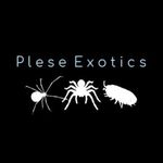 Profile Picture of 🕷Devorah & Adam🕷 (@plese.exotics) on Instagram