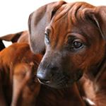 Profile Picture of Michaela Rehbein (@gambianala) on Instagram