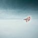 Profile Picture of Paula R. Feito (@paularfeito) on Pinterest