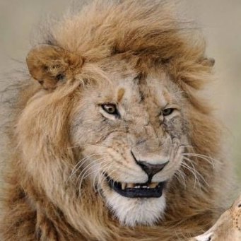 Profile Picture of Michael Milosevic (@CatlordRexfelis) on Twitter