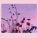 Profile Picture of Randalyn Sofronski (@randalynsofronski) on Pinterest