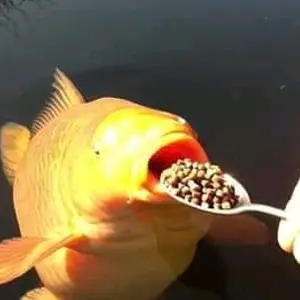 Profile Picture of sitasz (@sitasz) on Tiktok
