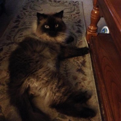 Profile Picture of Connie Carper (@ConnieSueBob) on Twitter