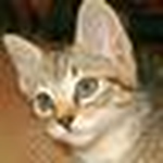 Profile Picture of Trent Smith (@siliconsnake) on Flickr