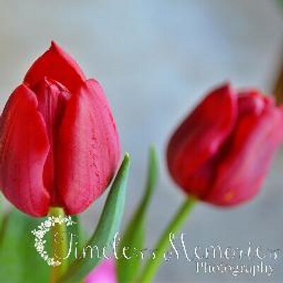 Profile Picture of Amanda Stanfill (@TimelessMemPHOT) on Twitter