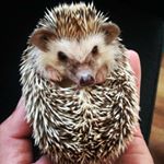 Profile Picture of Andrew the Hedgehog (@andrew_the_hedgehog) on Instagram