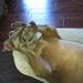 Profile Picture of Alyssa Crum (@acrum32) on Pinterest