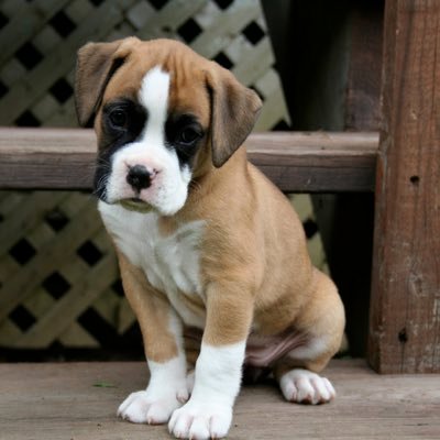Profile Picture of Stephen Konrad (@puppydg1) on Twitter