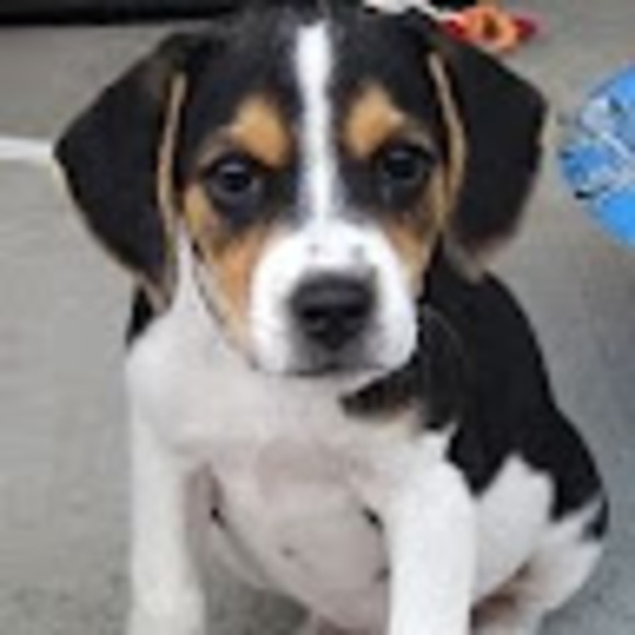 Profile Picture of Caitlinann Fitzgibbons (@caitlinfitzz) on Poshmark