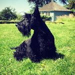 Profile Picture of hector_scottie (@hector_scottie) on Instagram