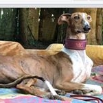 Profile Picture of Ruth Hartmann (@galgoletteruby) on Instagram