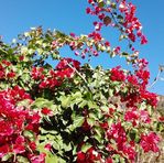 Profile Picture of Albert So (@Albert-So) on Facebook