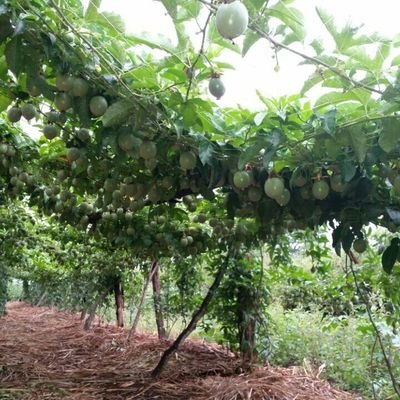 Profile Picture of Peter Wales (@waltzat) on Twitter